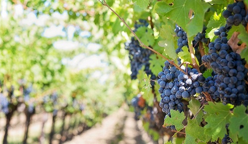 Propiedades medicinales del resveratrol Propiedades medicinales del resveratrol
