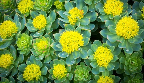 ¿Qué beneficios tiene la Rhodiola rosea? 