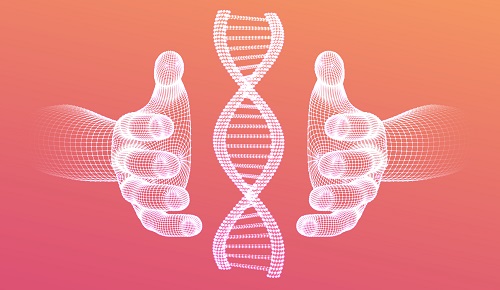 ¿Qué es el gen de la longevidad? ¿Qué es el gen de la longevidad?