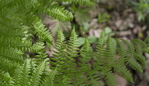 Beneficios del extracto de Polypodium leucotomos