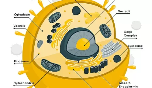 ¿Las mitocondrias pueden ser responsables del estrés y los...