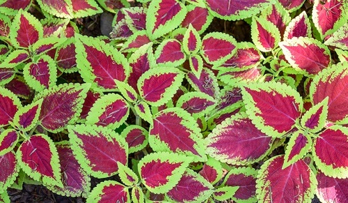 ¿Qué beneficios tiene el coleus forskohlii?