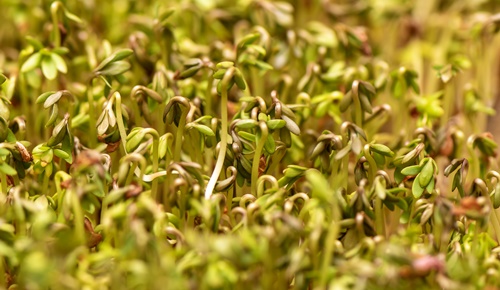 Propiedades y beneficios para la salud de la alfalfa Propiedades y beneficios para la salud de la alfalfa