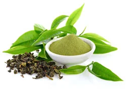 Epigallocatechin Gallate