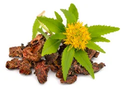 Rhodiola Rosea